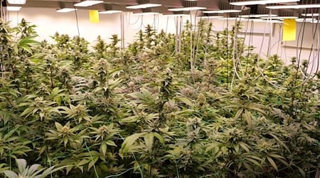 Cannabis so weit das Auge reicht: Seit dem Cannabis-Gesetz darf es unter Auflagen legal angebaut werden. (Symbolbild) / Foto: Jörn Hüneke/dpa