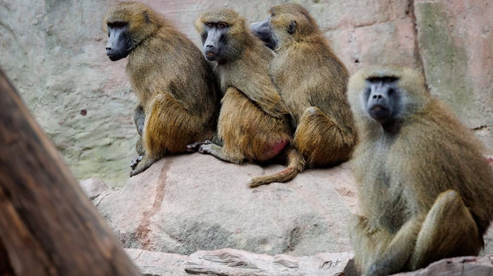 Einige der Guinea-Paviane im Nürnberger Zoo sollen aus Platzgründen getötet werden. (Archivbild) / Foto: Daniel Karmann/dpa