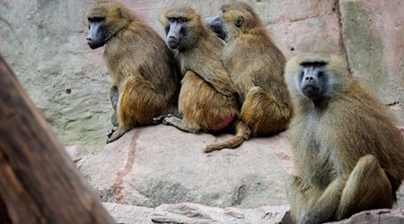 Einige der Guinea-Paviane im Nürnberger Zoo sollen aus Platzgründen getötet werden. (Archivbild) / Foto: Daniel Karmann/dpa