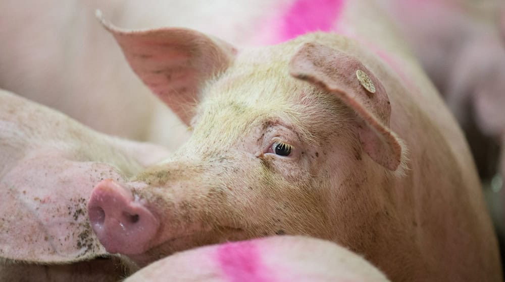 Ein Schweinemastbetrieb im Unterallgäu steht wegen Tierwohlgefährdung am Pranger. (Symbolbild) / Foto: Friso Gentsch/dpa