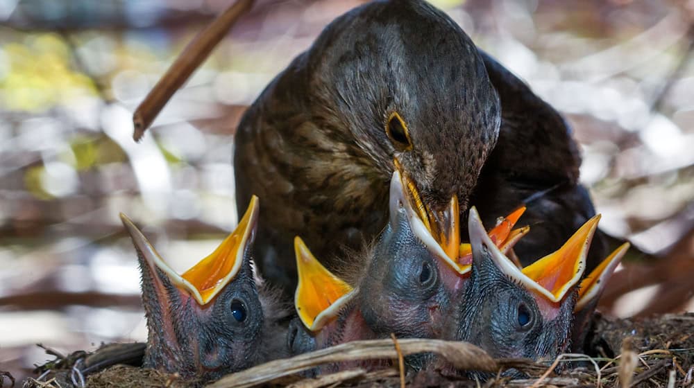 Viele Vögel ziehen ihren Nachwuchs in dichten Hecken auf. (Symbolbild) / Foto: picture alliance / ZB