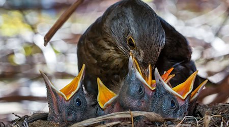 Viele Vögel ziehen ihren Nachwuchs in dichten Hecken auf. (Symbolbild) / Foto: picture alliance / ZB