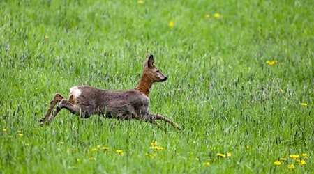 Die Brunftzeit bei Rehwild sorgt für erhöhte Unfallgefahr. (Symbolbild) / Foto: Thomas Warnack/dpa