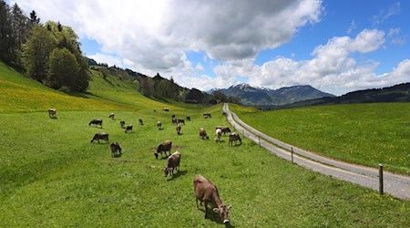 In Bayern gibt es immer weniger Rinder. (Archivbild) / Foto: Karl-Josef Hildenbrand/dpa
