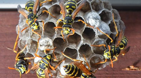 Das waren bestimmt große Schmerzen: Mehrere Kinder werden teils mehrfach von den Wespen gestochen. (Symbolbild) / Foto: Patrick Pleul/dpa/dpa-tmn