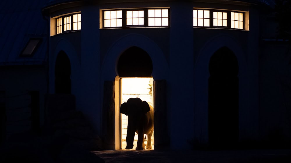 Die Elefanten im Tierpark Hellabrunn müssen sich nun neu sortieren. (Archivbild) / Foto: Sven Hoppe/dpa