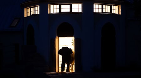 Die Elefanten im Tierpark Hellabrunn müssen sich nun neu sortieren. (Archivbild) / Foto: Sven Hoppe/dpa