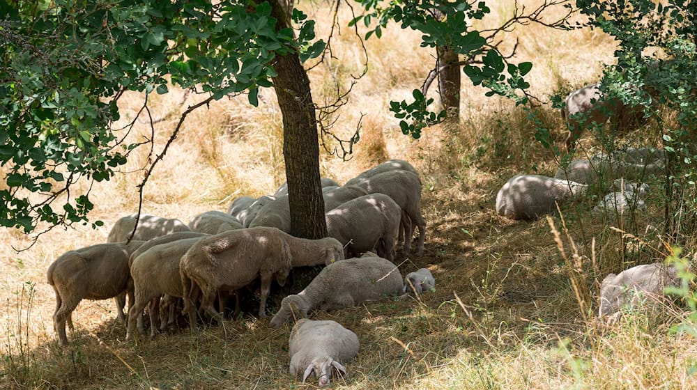 Wer kann, sucht Schutz vor der heißen Sonne im Schatten. Für viele Tiere und Pflanzen in Bayern könnte die aktuelle Dürre langfristige Folgen haben. Umweltschützer warnen vor irreparablen Schäden für ganze Ökosysteme. (Archivbild)  / Foto: Daniel Vogl/dpa