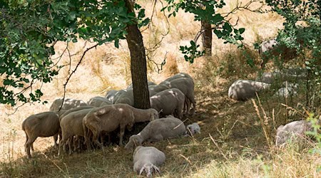 Wer kann, sucht Schutz vor der heißen Sonne im Schatten. Für viele Tiere und Pflanzen in Bayern könnte die aktuelle Dürre langfristige Folgen haben. Umweltschützer warnen vor irreparablen Schäden für ganze Ökosysteme. (Archivbild)  / Foto: Daniel Vogl/dpa