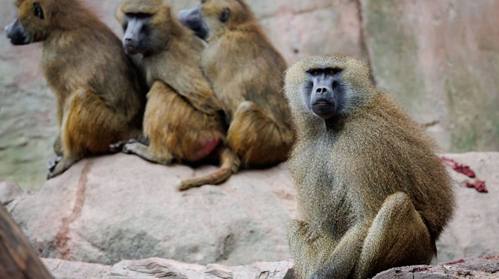 Die Pavian-Gruppe im Nürnberger Tiergarten ist zu groß für das Gehege geworden. (Archivfoto)  / Foto: Daniel Karmann/dpa