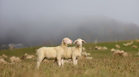 Mehrfach wurden die Schafe mit schlechtem Brot gefüttert. (Symbolbild) / Foto: Thomas Warnack/dpa