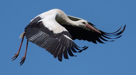 Der Vogel kam wohl mit dem Schrecken davon. (Symbolbild) / Foto: Boris Roessler/dpa