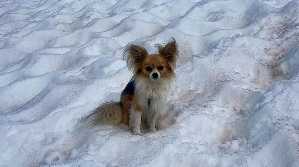 Ein Chihuahua hilft Rettern bei der Bergung seines Herrchens aus einer Gletscherspalte / Foto: --/Air Zermatt/dpa