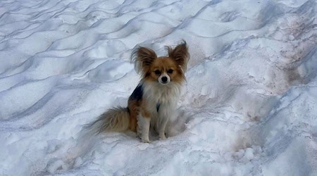 Ein Chihuahua hilft Rettern bei der Bergung seines Herrchens aus einer Gletscherspalte / Foto: --/Air Zermatt/dpa