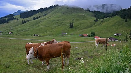 Temperaturen bis zu 30 Grad und Schauer am Wochenende