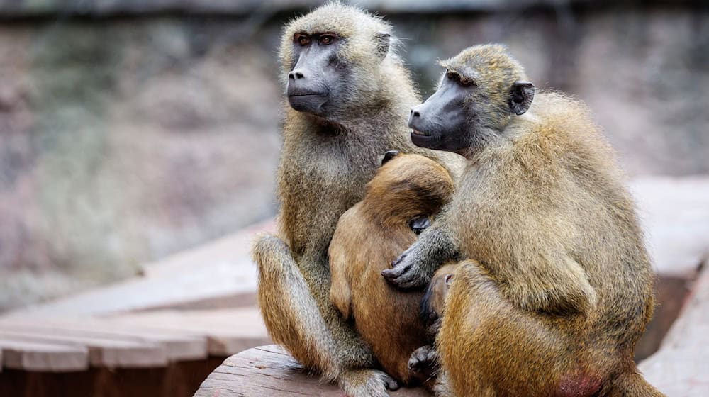In dem Gehege leben laut dem Tiergarten mehr als 40 Paviane. Ausgelegt ist die Anlage für 25 Affen plus Jungtiere. (Archivbild) / Foto: Daniel Karmann/dpa