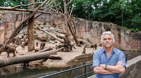 In den nächsten Jahren wird der Tiergarten nach Aussagen des Direktors wieder Paviane töten müssen.  / Foto: Daniel Karmann/dpa