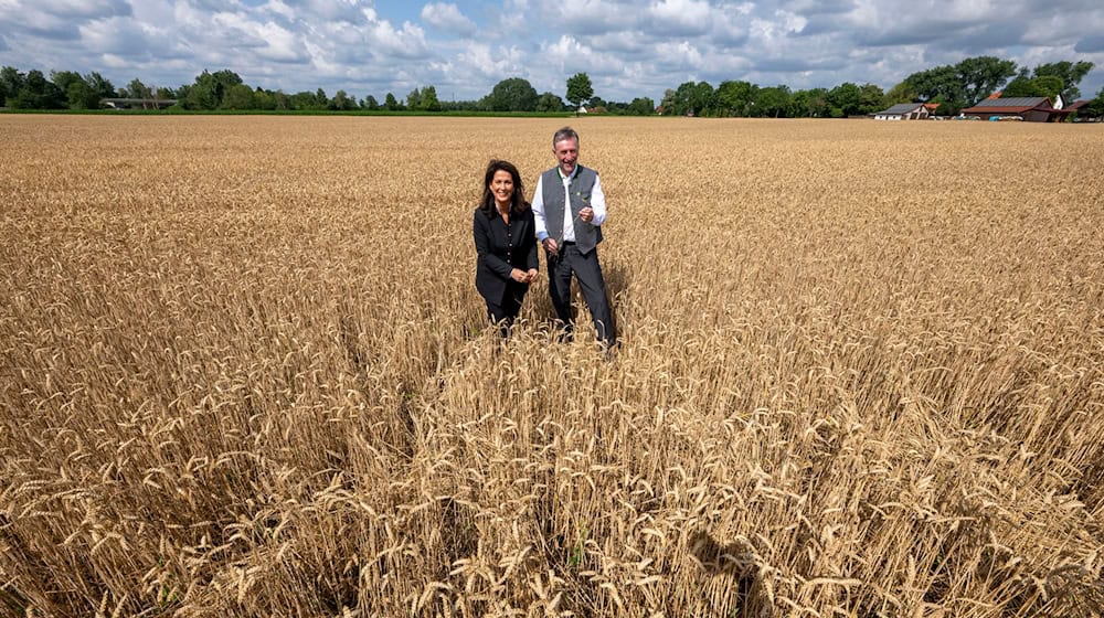 Die Hitzewelle ab Ende Juni hat die Erntesaison bereits eingeläutet.  / Foto: Peter Kneffel/dpa