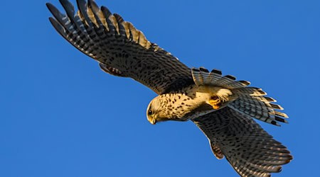 Die Turmfalken wurden der Tierrettung übergeben. (Symbolbild) / Foto: Patrick Pleul/dpa