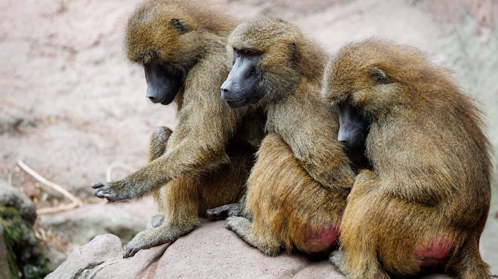 Die Gruppe der Guinea-Paviane ist auf 45 Tiere angewachsen und damit zu groß für das Gehege. / Foto: Daniel Karmann/dpa