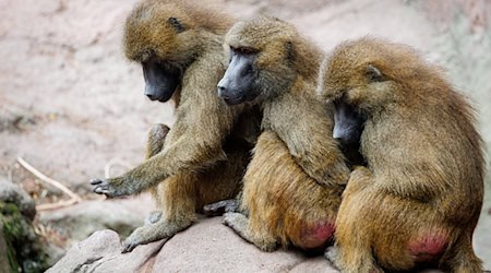 Die Gruppe der Guinea-Paviane ist auf 45 Tiere angewachsen und damit zu groß für das Gehege. / Foto: Daniel Karmann/dpa