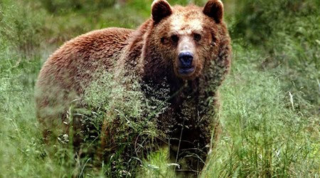 Vermutlich ein Bär hat laut Behörden zwei Esel in Österreich gerissen. (Symbolbild) / Foto: Horst Ossinger/dpa/dpa-tmn