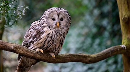 Seit 2017 werden in Nordostbayern Habichtskäuze neu angesiedelt. Jetzt sind wieder 27 der putzigen Eulenvögel ausgewildert worden. (Archivbild) / Foto: Philipp Schulze/dpa