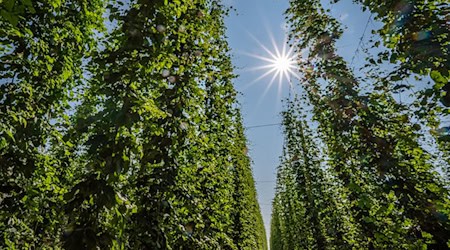 Hopfen im Anbaugebiet Hallertau. / Foto: Armin Weigel/dpa