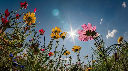 Sonne pur: So soll es ab Mittwoch werden. (Symbolbild) / Foto: Frank Rumpenhorst/dpa