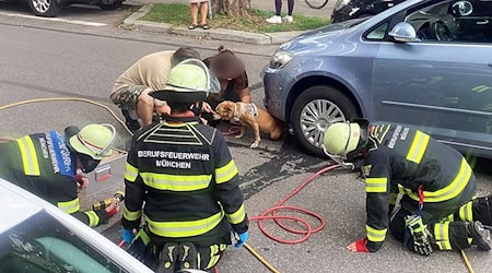 Mit einem Hebekissen holte die Feuerwehr Hündin Cookie unter dem Auto hervor. / Foto: -/Berufsfeuerwehr München/dpa