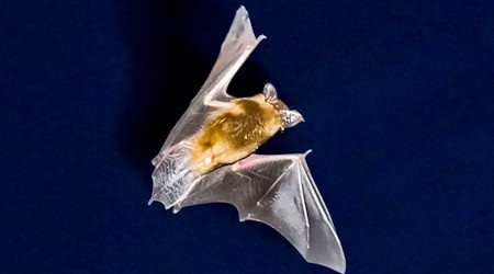 Die sinkende Zahl an Insekten macht Bayerns Fledermäusen zu schaffen.  / Foto: Frank Rumpenhorst/dpa