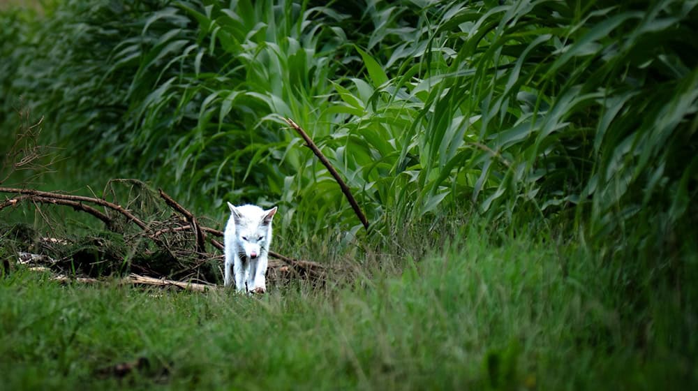 Das Fell des Fuchses war nicht flauschig genug für einen Polarfuchs. / Foto: Dominik Reigl/LBV/dpa