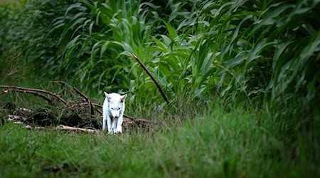 Das Fell des Fuchses war nicht flauschig genug für einen Polarfuchs. / Foto: Dominik Reigl/LBV/dpa