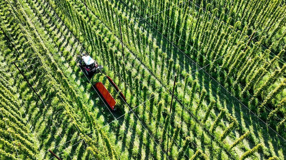 Die Hopfenernte fällt dieses Jahr wohl leicht unterdurchschnittlich aus. (Archivbild) / Foto: Felix Kästle/dpa