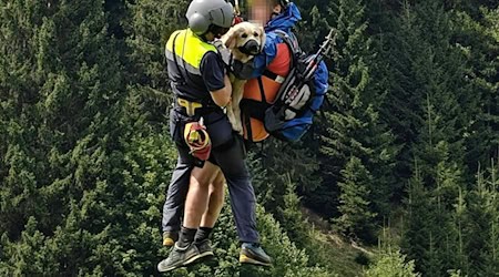 Die Tierärzte stellen der schwer verletzten Hündin eine optimistische Prognose aus. (Handout-Foto) / Foto: Unbekannt/LPD VORARLBERG/APA/dpa