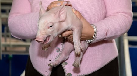 Nach langer Zeit gibt es wieder etwas mehr Schweine in Bayern. (Symbolbild) / Foto: Sven Hoppe/dpa