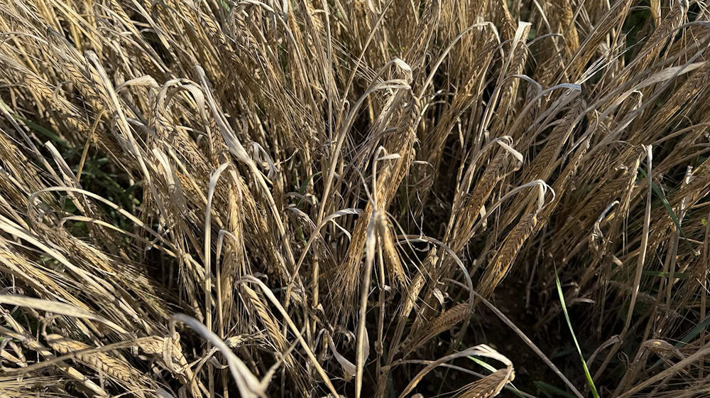 Die Anbaufläche für Braugerste ist in Bayern wieder gewachsen. / Foto: Kathrin Zeilmann/dpa