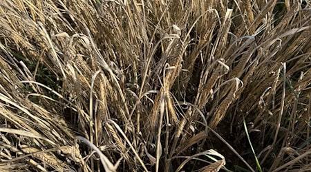 Die Anbaufläche für Braugerste ist in Bayern wieder gewachsen. / Foto: Kathrin Zeilmann/dpa