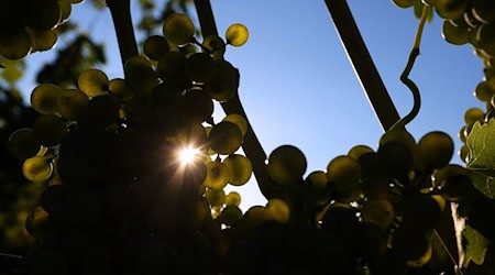 Lese für den Federweißen startet