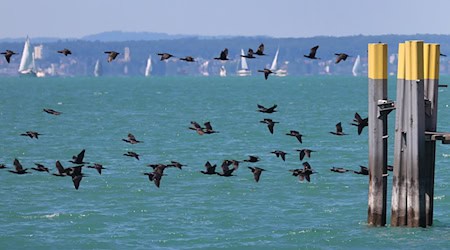 Im Kampf gegen den als Fischräuber berüchtigten Kormoran sollen Anfang des kommenden Jahres Drohnen eingesetzt werden. (Archivbild) / Foto: Karl-Josef Hildenbrand/dpa