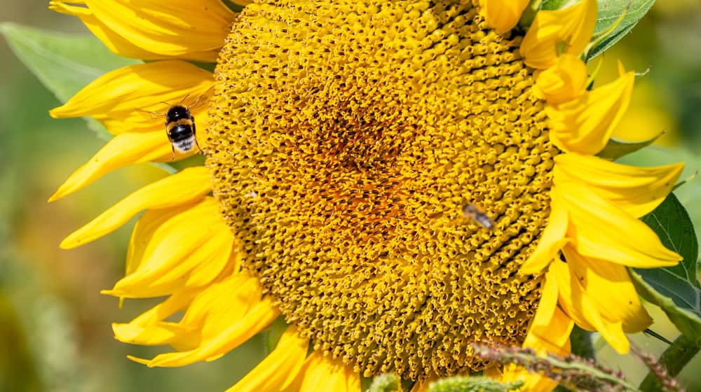 Es wird wieder sommerlich. (Archivfoto) / Foto: Peter Kneffel/dpa