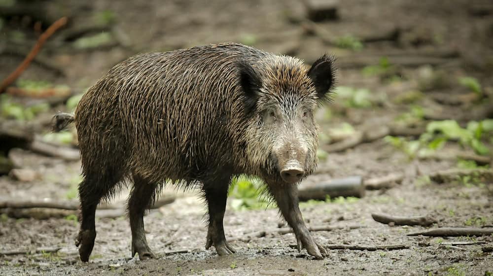 Einmal infizierte Tiere tragen das Virus lebenslang in sich. (Symbolbild) / Foto: Fredrik Von Erichsen/dpa