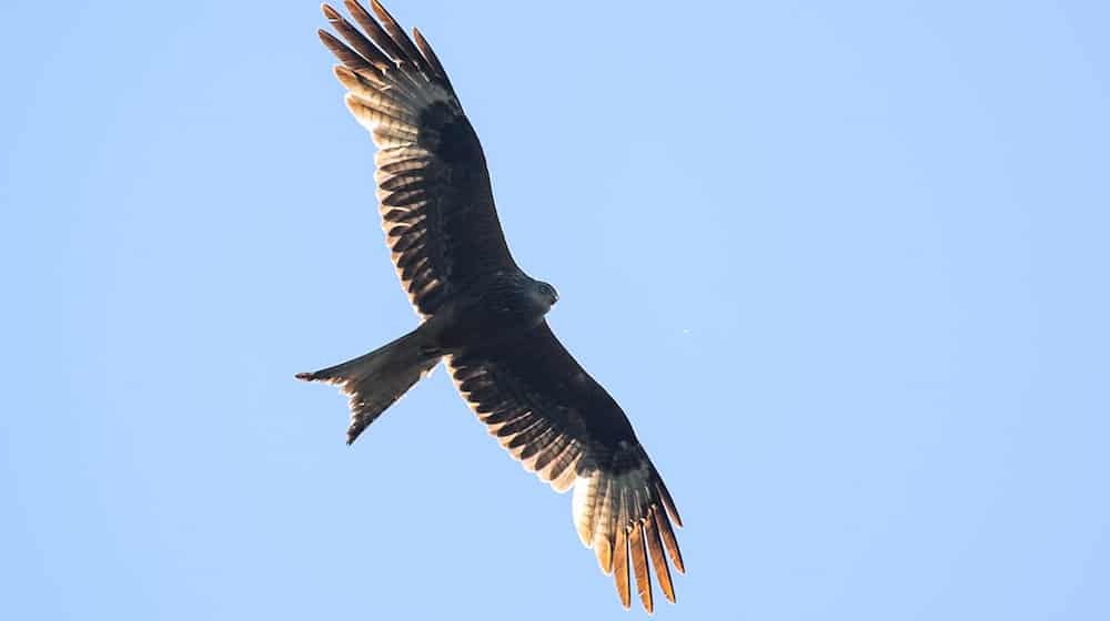 Greifvögel sind in Deutschland streng geschützt. (Symbolbild) / Foto: Klaus-Dietmar Gabbert/dpa