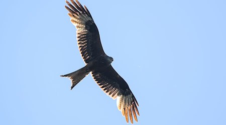 Greifvögel sind in Deutschland streng geschützt. (Symbolbild) / Foto: Klaus-Dietmar Gabbert/dpa