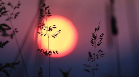In den kommenden Tagen gibt es Sonne satt im Freistaat. / Foto: Karl-Josef Hildenbrand/dpa