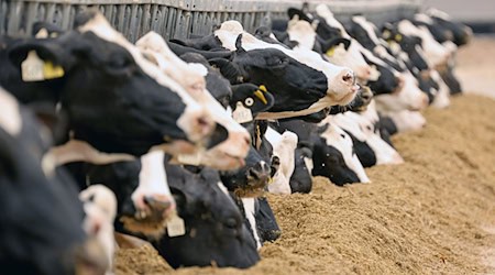 Ein Landwirt aus dem Allgäu ist mit einem Tierhaltungsverbot belegt worden. (Symbolbild) / Foto: Bernd Wüstneck/dpa