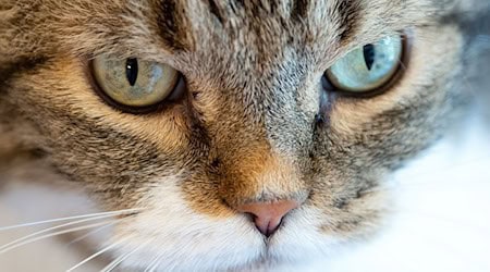 Weil so viele Katzen in Tierheimen landen, verlangen Tierschützer eine Kastrationspflicht. (Symbolbild) / Foto: Sven Hoppe/dpa