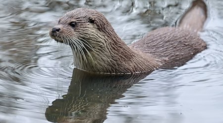 Fischotter bleiben in Bayern vorläufig weiter streng geschützt. (Archivbild) / Foto: Patrick Pleul/dpa-Zentralbild/dpa
