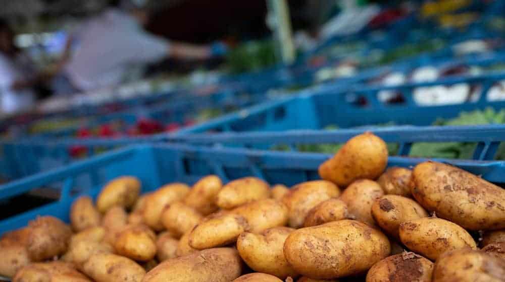 Experten wollen informieren, wie die Kartoffelernte in Bayern in diesem Jahr ausfällt. (Symbolbild) / Foto: Sven Hoppe/dpa