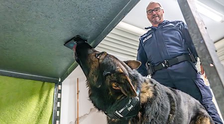Polizeihund Dimi ist auf Datenträger spezialisiert. Hier findet er eine Festplatte. Dimi ist im Team unterwegs mit seinem Polizeihundeführer Ralf Strasser-Moraras. / Foto: Armin Weigel/dpa